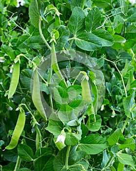 Peas plant growing on the farm