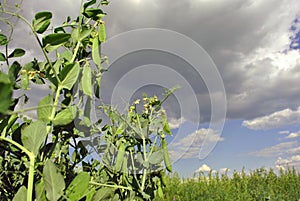 Peas plant with ripe green pods, raw in field, organic farming