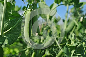 Peas plant with ripe green pods, raw in field, organic farming