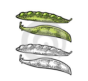 Peas pods - close and open. Vector black vintage engraved