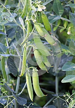 Peas ripen on a green bush