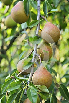 Pears on tree