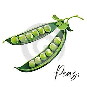 Peas vector illustration