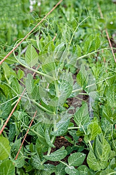 Peas weave their tendrils tightly around supporting strings.