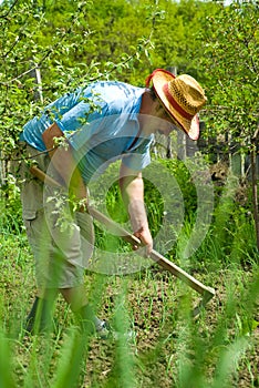 Peasant digging in the garden photo