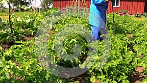 Peasant farmer man in workwear fertilize potato plants in garden