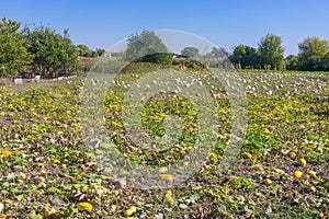 Peasant field with pumpkin