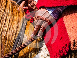 By peasant hands the reins of a horse fair