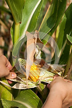 Peasant is harvesting a damaged corncobs