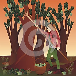 Peasant harvesting pears