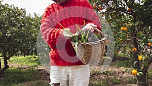 Peasant man holding a wicker basket full of fresh vegetables. He basket with vegetables in hands