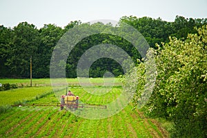 a peasant with a tractor, working a cornfield crop photo