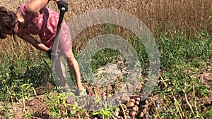 Peasant woman harvest dig eco potato with fork in farm land