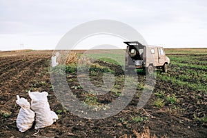 The peasants are harvesting potatoes in their fields