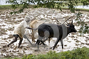 Peasent subsitance farmer - India