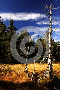 Peat-bog in Giant mountains