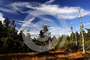 Peat-bog in Giant mountains