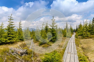 Peat bog in Krkonose national park Czech republic