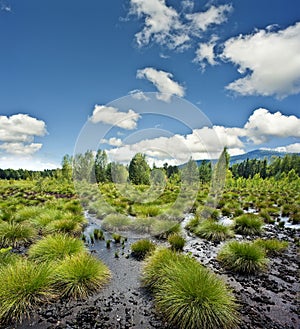 Peat bog landscape - the national park Sumava Eur