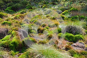 Peat bog moss in Poland
