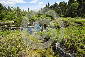 Peat bog near the summit of Mt. Sunapee, New Hampshire.