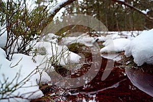 Peat bog, red water, bent trunk, snow and blueberry