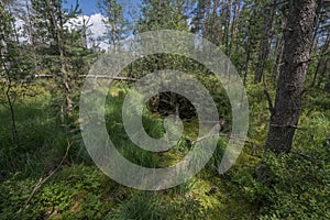 Peat bogs - National Nature Reserve - Cervene blato,Trebonsko