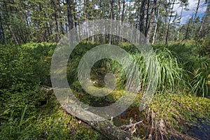 Peat bogs - National Nature Reserve - Cervene blato,Trebonsko