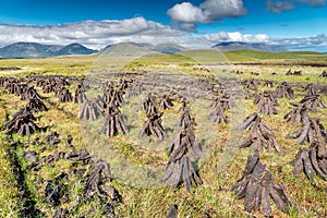 Peat field