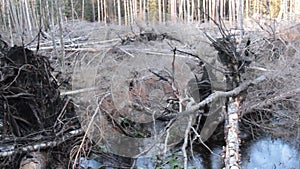 Peat fire; ground fire in boreal mixed forests