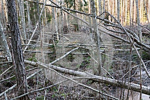 peat fire; ground fire in forest