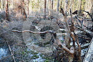 peat fire; ground fire in forest