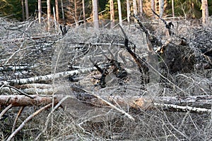 peat fire; ground fire in forest