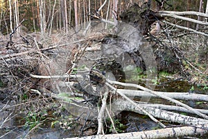 peat fire; ground fire in forest