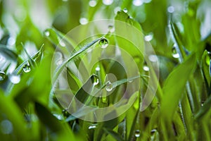 Peat growing cover of green lawn and wet grass with dew drops.