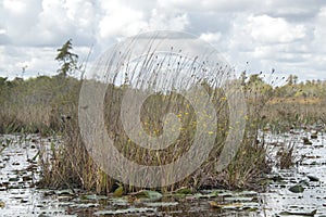 Peat island wildflowers; wetland habitat, Okefenokee Trembling Earth