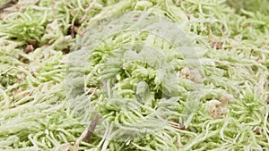 Peat moss close up. Sphagnum moss. Macro.