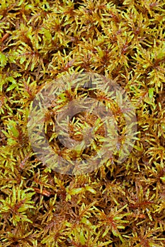 Peat Moss (Sphagnum) photo