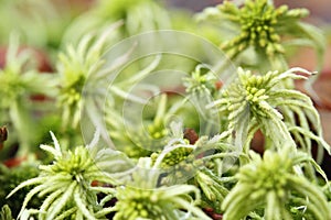 Peat Moss (Sphagnum) photo