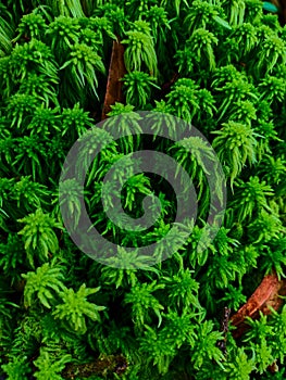 Peat moss (Sphagnum palustre)