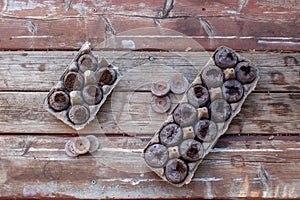 Peat Pellets used for seed starters, favoured by gardeners