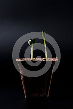 Peat pot with seedlings
