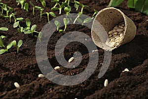 Peat pot with white beans on fertile soil. Vegetable seeds