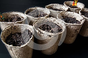 Peat Pots for Seedlings.