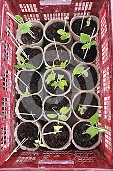 Peat pots with seedlings