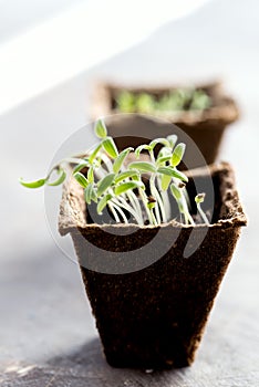 Peat pots with young seedlings Tomato Basil seedlings Vertical photo Copy space