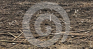 Peat soil as a background. Dirt texture as background.