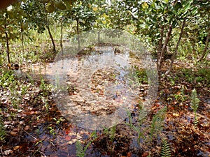 Peat Swamp Forest in the Ketapang Forest photo