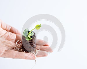 Peat tablet with seedlings on a hand on a light background. Growing seedlings in a coconut tablet