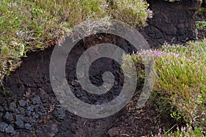 Peat under cracked heathland